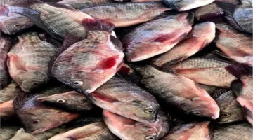 تحديثات سوق العبور.. قائمة أسعار الأسماك بالجملة خلال تعاملات يوم 25 يناير